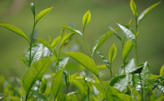 如何檢測(cè)茶葉中的農(nóng)藥殘留？