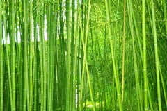 植物株高要如何測量？